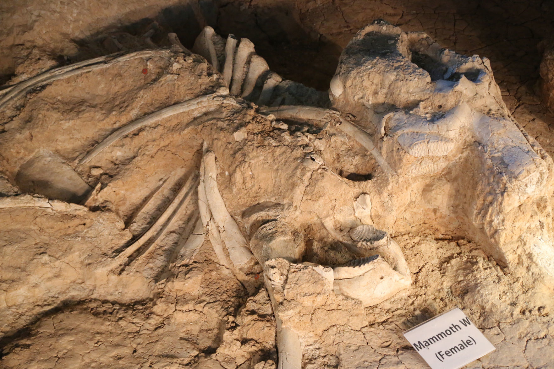 Waco Mammoth National Monument